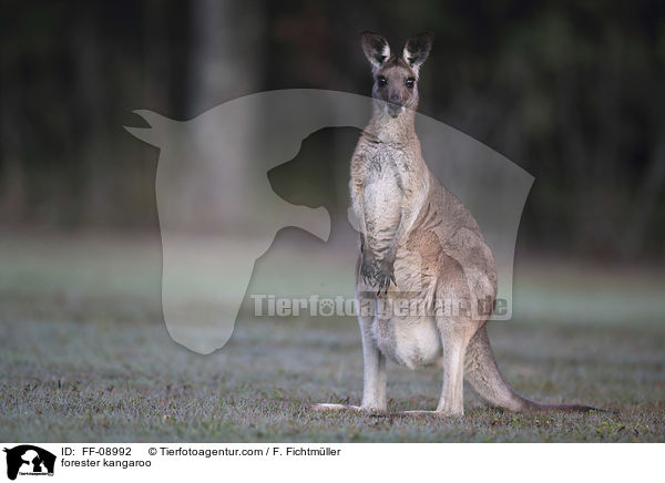 stliches Graues Riesenknguru / forester kangaroo / FF-08992