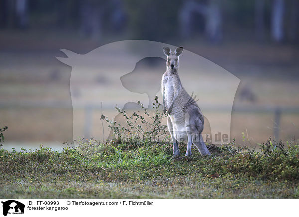 stliches Graues Riesenknguru / forester kangaroo / FF-08993
