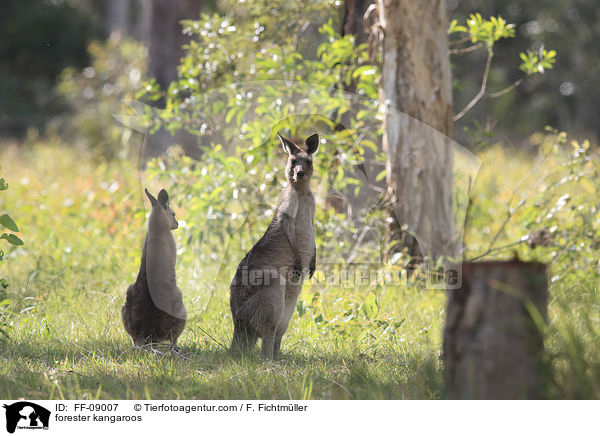 forester kangaroos / FF-09007