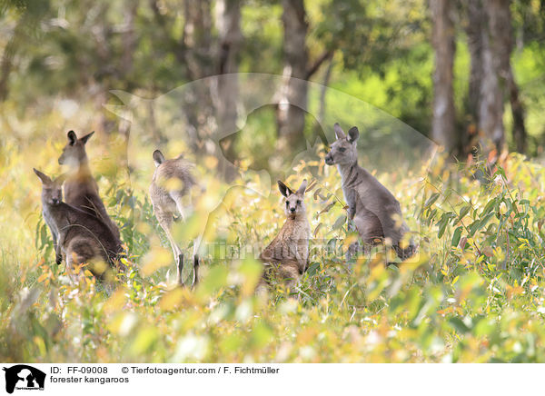 stliches Graues Riesenkngurus / forester kangaroos / FF-09008