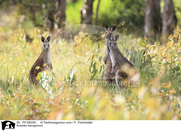 stliches Graues Riesenkngurus / forester kangaroos / FF-09009