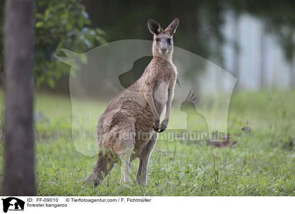 stliches Graues Riesenknguru / forester kangaroo / FF-09010