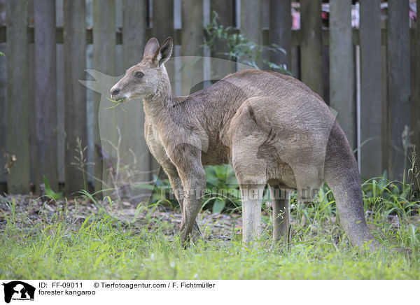 stliches Graues Riesenknguru / forester kangaroo / FF-09011