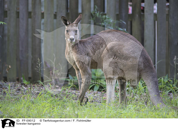 stliches Graues Riesenknguru / forester kangaroo / FF-09012
