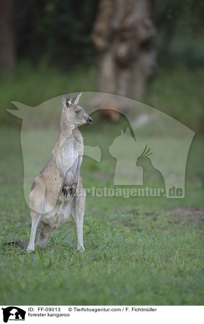 stliches Graues Riesenknguru / forester kangaroo / FF-09013