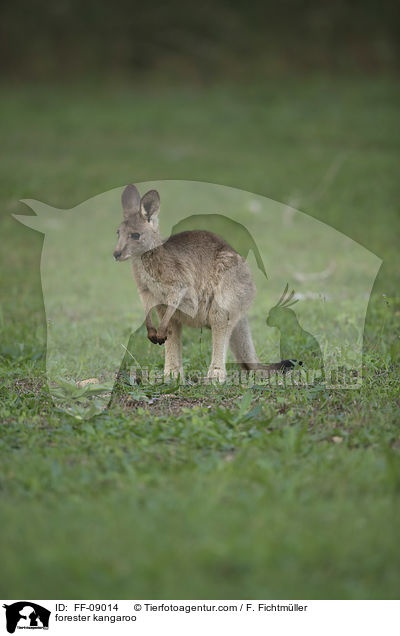 stliches Graues Riesenknguru / forester kangaroo / FF-09014
