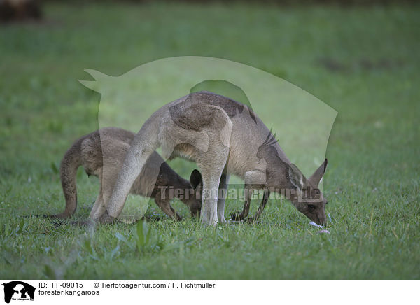 stliches Graues Riesenkngurus / forester kangaroos / FF-09015