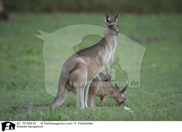 forester kangaroos / FF-09016
