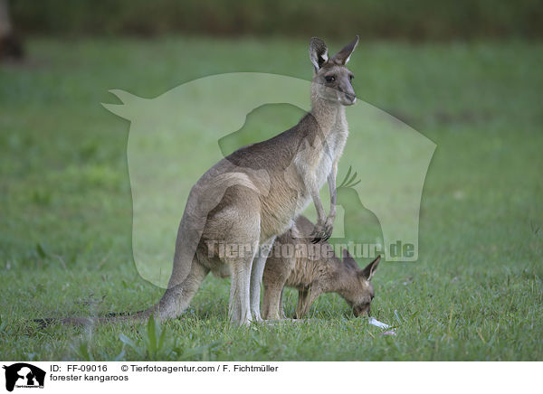 stliches Graues Riesenkngurus / forester kangaroos / FF-09016