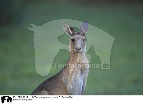 forester kangaroo / FF-09017