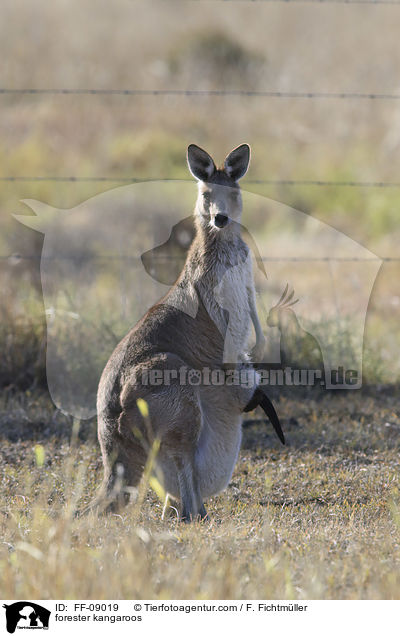 stliches Graues Riesenkngurus / forester kangaroos / FF-09019
