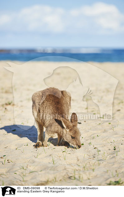stehendes stliches Graues Riesenknguru / standing Eastern Grey Kangaroo / DMS-09098