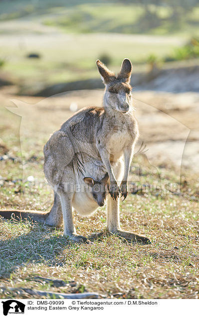 standing Eastern Grey Kangaroo / DMS-09099