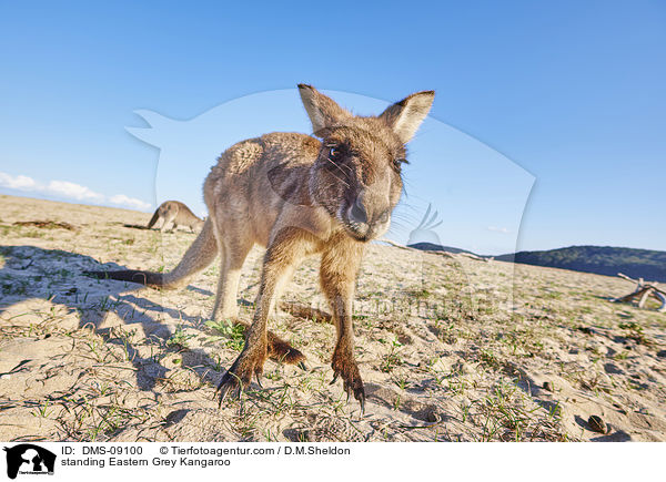 stehendes stliches Graues Riesenknguru / standing Eastern Grey Kangaroo / DMS-09100