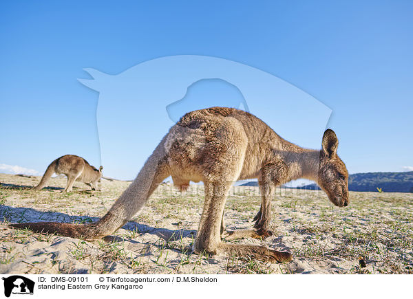 standing Eastern Grey Kangaroo / DMS-09101