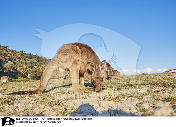 stehendes stliches Graues Riesenknguru / standing Eastern Grey Kangaroo / DMS-09102