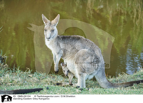 stehendes stliches Graues Riesenknguru / standing Eastern Grey Kangaroo / DMS-09104