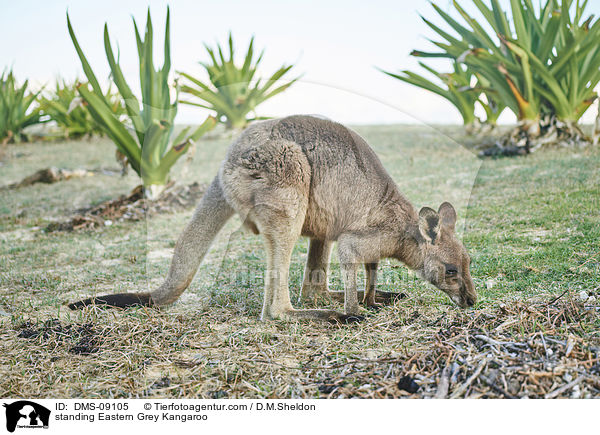 standing Eastern Grey Kangaroo / DMS-09105