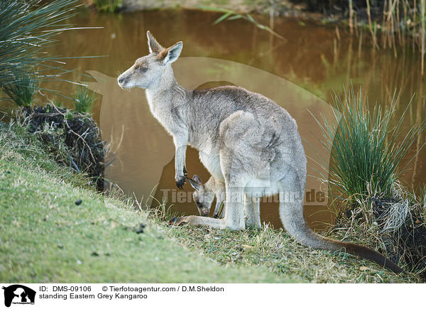 standing Eastern Grey Kangaroo / DMS-09106