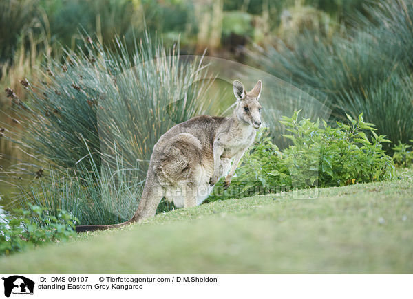 stehendes stliches Graues Riesenknguru / standing Eastern Grey Kangaroo / DMS-09107