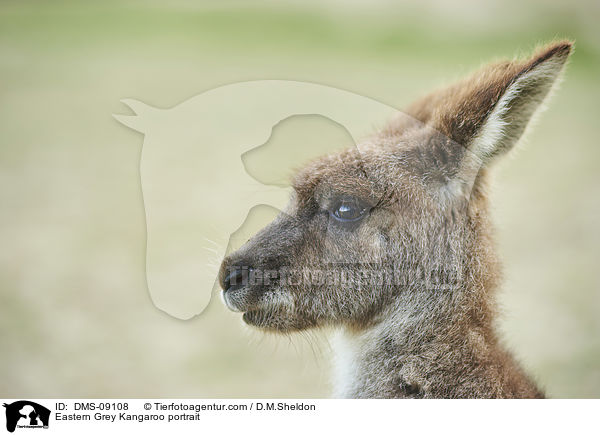 stliches Graues Riesenknguru Portrait / Eastern Grey Kangaroo portrait / DMS-09108