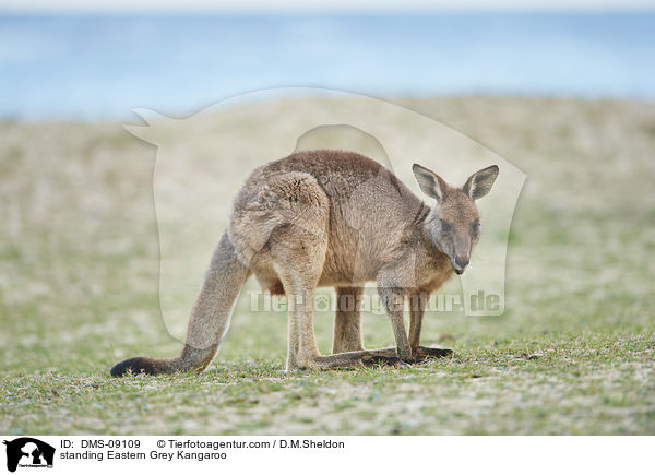stehendes stliches Graues Riesenknguru / standing Eastern Grey Kangaroo / DMS-09109