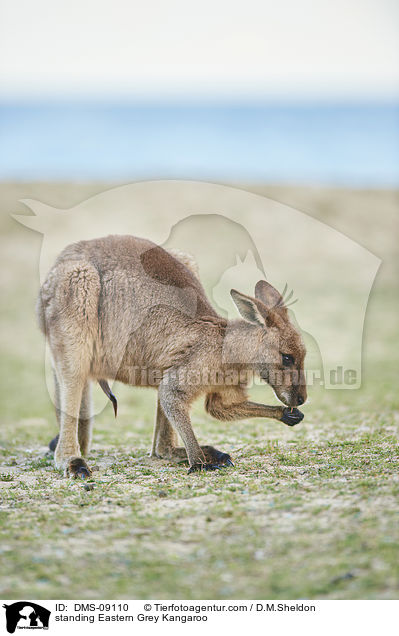 stehendes stliches Graues Riesenknguru / standing Eastern Grey Kangaroo / DMS-09110