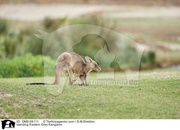 stehendes stliches Graues Riesenknguru / standing Eastern Grey Kangaroo / DMS-09111