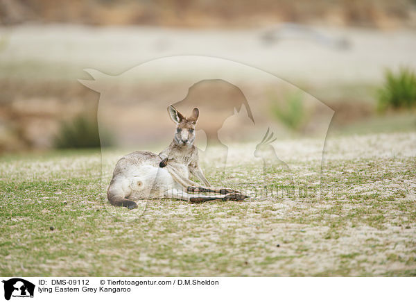 lying Eastern Grey Kangaroo / DMS-09112