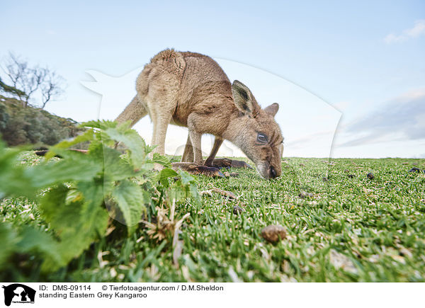 standing Eastern Grey Kangaroo / DMS-09114