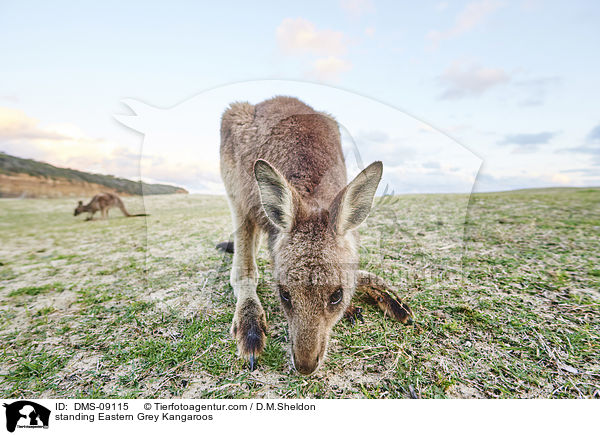 standing Eastern Grey Kangaroos / DMS-09115