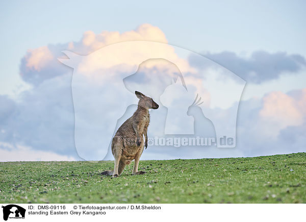 standing Eastern Grey Kangaroo / DMS-09116
