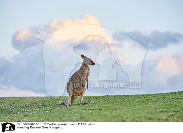 stehendes stliches Graues Riesenknguru / standing Eastern Grey Kangaroo / DMS-09116