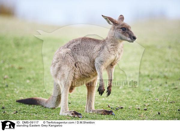 stehendes stliches Graues Riesenknguru / standing Eastern Grey Kangaroo / DMS-09117