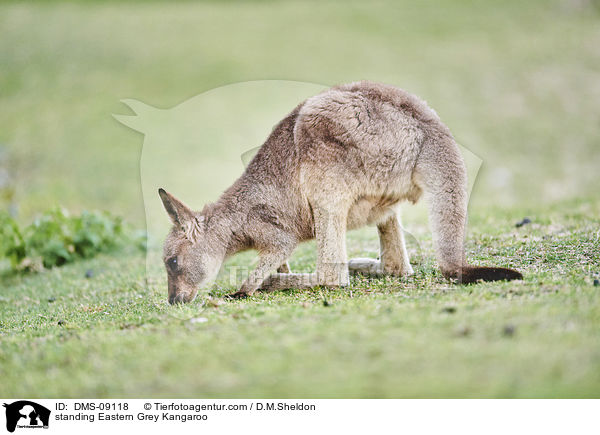stehendes stliches Graues Riesenknguru / standing Eastern Grey Kangaroo / DMS-09118