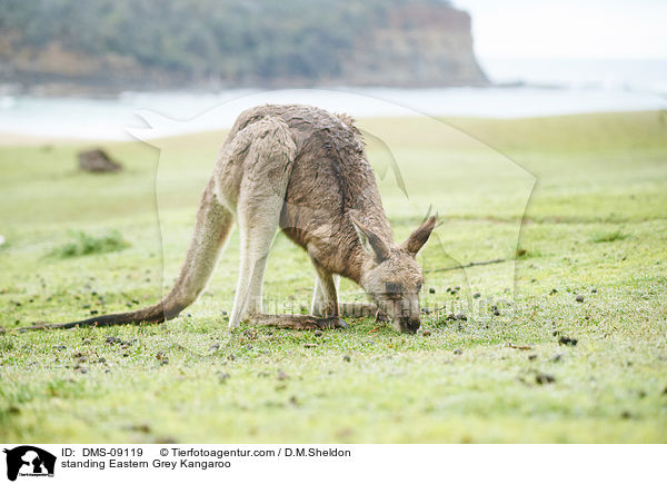 stehendes stliches Graues Riesenknguru / standing Eastern Grey Kangaroo / DMS-09119