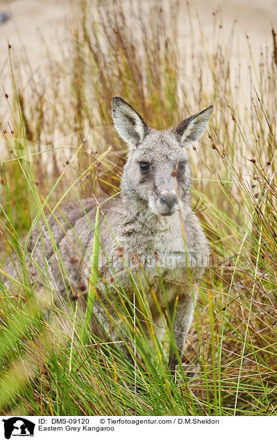stliches Graues Riesenknguru / Eastern Grey Kangaroo / DMS-09120