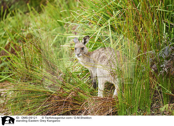 standing Eastern Grey Kangaroo / DMS-09121