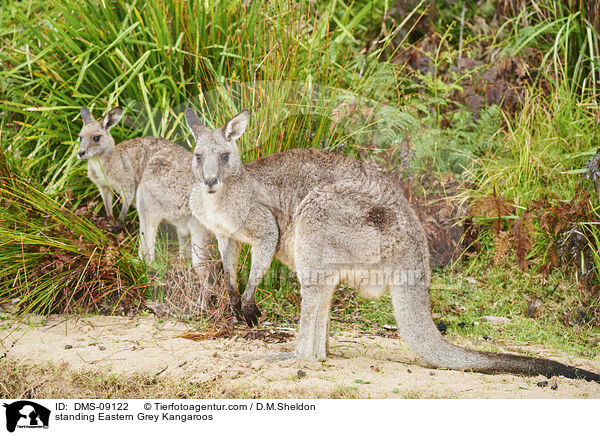 stehende stliches Graues Riesenkngurus / standing Eastern Grey Kangaroos / DMS-09122