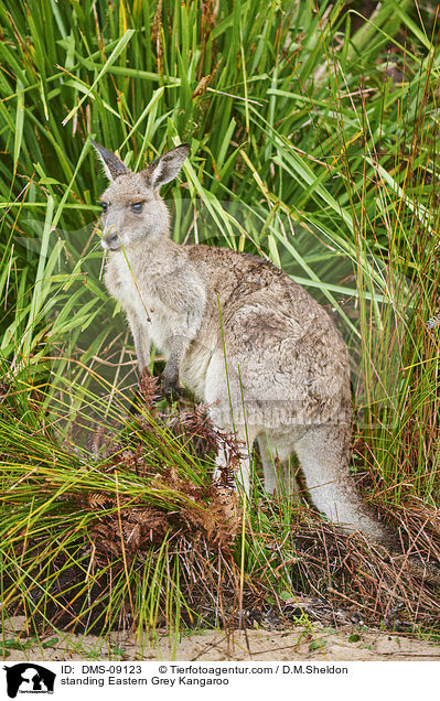 standing Eastern Grey Kangaroo / DMS-09123