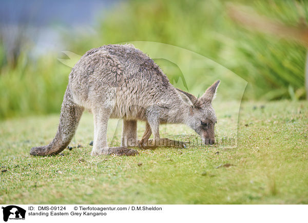 standing Eastern Grey Kangaroo / DMS-09124