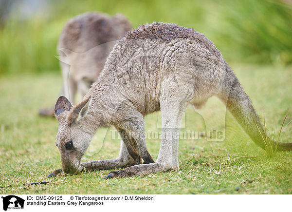 stehende stliches Graues Riesenkngurus / standing Eastern Grey Kangaroos / DMS-09125