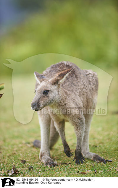 standing Eastern Grey Kangaroo / DMS-09126
