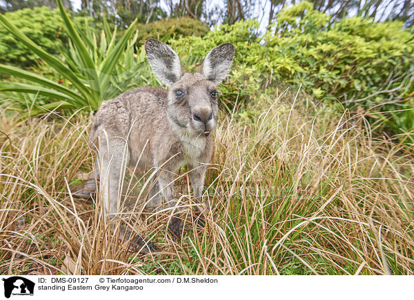 stehendes stliches Graues Riesenknguru / standing Eastern Grey Kangaroo / DMS-09127