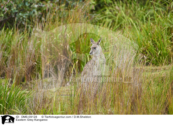 stliches Graues Riesenknguru / Eastern Grey Kangaroo / DMS-09128