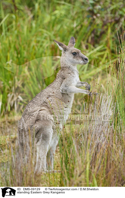 stehendes stliches Graues Riesenknguru / standing Eastern Grey Kangaroo / DMS-09129