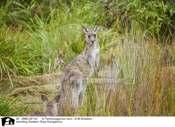 stehende stliches Graues Riesenkngurus / standing Eastern Grey Kangaroos / DMS-09130