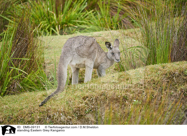 stehendes stliches Graues Riesenknguru / standing Eastern Grey Kangaroo / DMS-09131