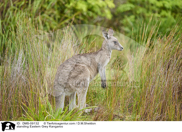 stehendes stliches Graues Riesenknguru / standing Eastern Grey Kangaroo / DMS-09132