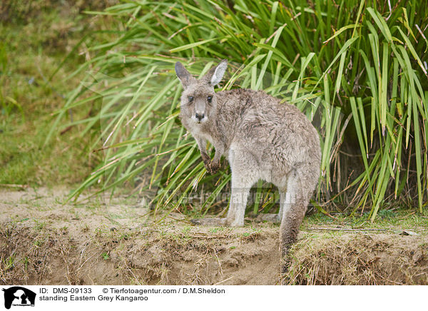 stehendes stliches Graues Riesenknguru / standing Eastern Grey Kangaroo / DMS-09133